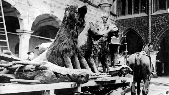 Die Reste von ausgestopften Löwen auf einer Kutsche in Lübeck im Jahr 1915. © Fotoarchiv St. Annen Lübeck 