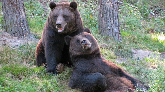 zwei Braunbären im Wildpark Güstrow zwei Braunbären im Wildpark Güstrow © Wildpark-MV