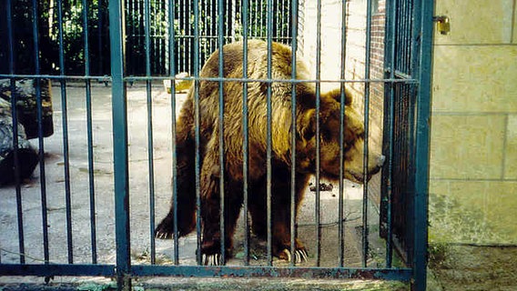 ein Bär hinter Gittern ein Bär hinter Gittern © Natur- und Umweltpark Güstrow gGmbH