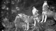 Fünf Wölfe aus dem Bayerwald-Tierpark in Lohberg heulen um die Wette (am 24.02.2000). © picture-alliance / dpa Foto: Stefan_Kiefer