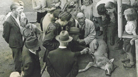 Der tote Wolf, der auch als "Würger vom Lichtenmoor" bekannt war, wurde im Jahr 1948 erlegt und wird hier den Menschen präsentiert. © Landesmuseum Hannover Foto: --