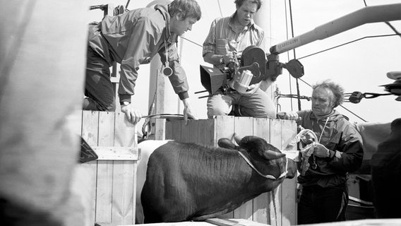 Ein Kameramann der Serie "Zur See" filmt, wie ein Schauspieler ein Rind auf einem Schiff an einem Strick aus einer Holzbox führt. © Stiftung Deutsches Rundfunkarchiv 