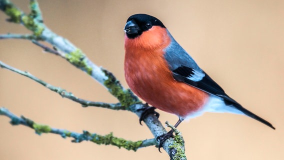 Heimische Gartenvogel Erkennen Ndr De Ratgeber Garten