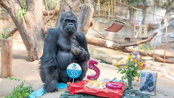 Gorilla Assumbo vor seiner Geburtstagstorte © dpa 