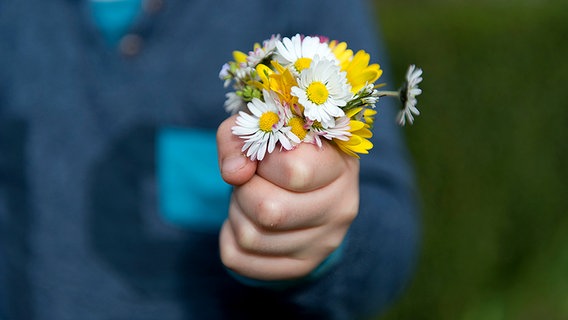 Kinderhand hält ein Strauß Gänseblümchen © photocase.de Foto: Weigand