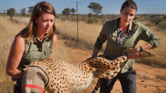 Die Tierärztinnen Maaike und Hannah tragen einen betäubten Geparden. © NDR/Doclights 