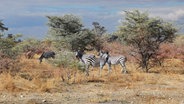 Frei lebende Zebras in Namibia. © NDR/Doclights 