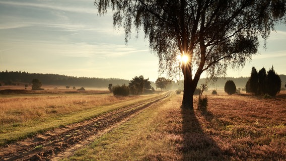 Ein Wanderweg in der Lüneburger Heide im Morgenlicht. © Photocase Foto: rohulya