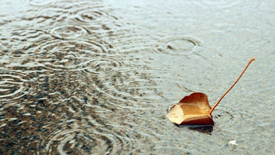 Ein Herbstblatt schwimmt auf einer Pfütze im Regen. © photocase Foto: ad Rian