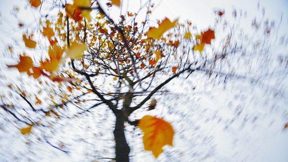 Laub fällt im Wind von einem Baum © photocase Foto: suschaa