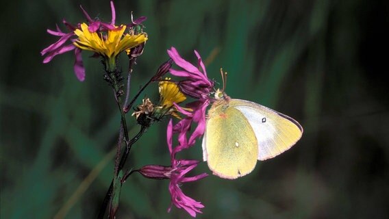 Ein Hochmoorgelbling an einer Blume Ein Hochmoorgelbling an einer Blume © imago Foto: imagebroker siepmann
