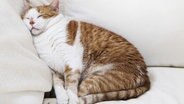 Eine Katze liegt auf einem weißen Sofa und ruht sich aus. © photocase Foto: frau.L.