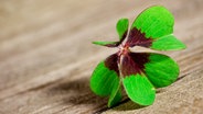 Ein vierblättriges Kleeblatt liegt auf einem Holztisch © photocase Foto: Katyjay