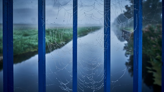 Im Morgentau wird das Spinnennetz an der Seenplatte erst richtig sichtbar. © NDR Foto: Detlef Meier aus Ducherow