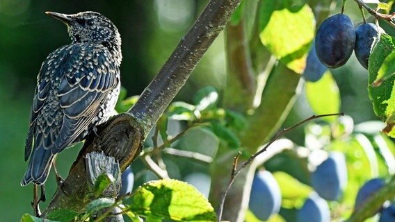 Den reifen Zwetschgen kann auch dieser Star nicht widerstehen. Mhhh, sie sind so lecker süß und saftig! © NDR Foto: Erwin Rosenthal aus Greifswald