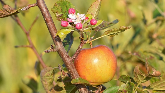 Frühling oder Herbst? Dieser Apfelbaum blüht jedenfalls auch im Oktober noch wunderschön! © NDR Foto: Katrin Kunkel aus Ribnitz-Damgarten
