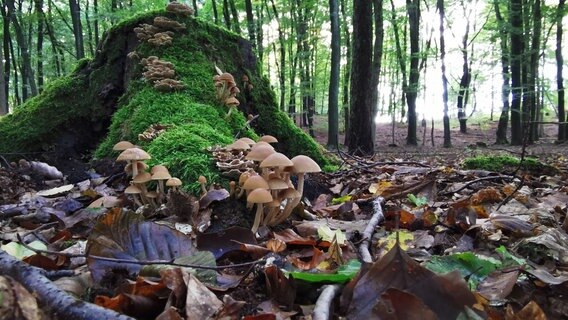 Die Pilzvielfalt in unseren Wäldern riesig. Wer hat schon Pilze gesucht? Sie sprießen in diesem Herbst wie verrückt. © NDR Foto: Dagmar Höhler aus Boizenburg