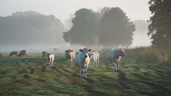An der Warnow bei Demen sind die Kühe so früh auf den Beinen, dass es noch richtig nebelig ist. © NDR Foto: Anna Chinow aus Demen