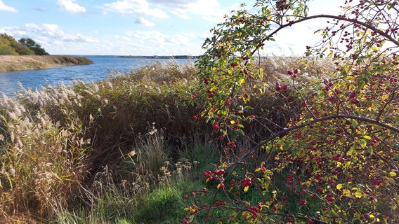 Hagebutten sind typisch für den Herbst. Sie passen herrlich in das Panorama am Kooser See und Wampener Riff. © NDR Foto: Antje Labahn aus Greifswald