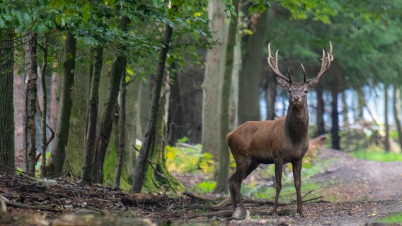 Neugierig, aber auch sehr majestätisch steht dieser Hirsch in einem unserer Wälder. © NDR Foto: Ralf Ottmann aus Wöbbelin