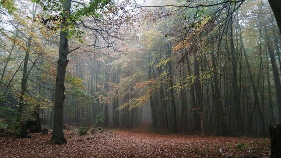 Ein dunkler Wald © NDR Foto: Martina Ehlers aus Güstrow