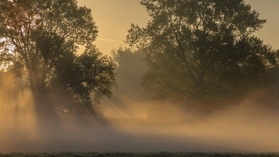 Ein Wald steht im Nebel. © NDR Foto: Marlis Börger aus Güstrow