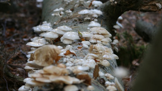 Eine Ansammlung von Pilzen auf totem Holz im Darßer Wald © NDR Foto: Brigitte Müller-Purat aus Prerow