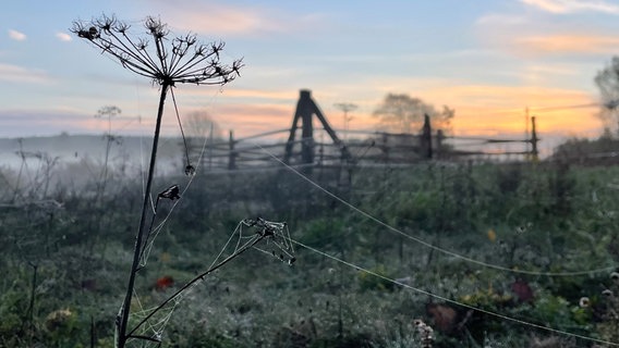 Ein nebliger November-Morgen über den Wiesen am Stadtrand von Waren. © NDR Foto: Cornelia Strubelt aus Waren (Müritz)