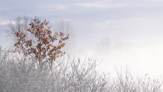 Nebelmorgen an der Boddenküste. © NDR Foto: Margrit Schmidt aus Barth