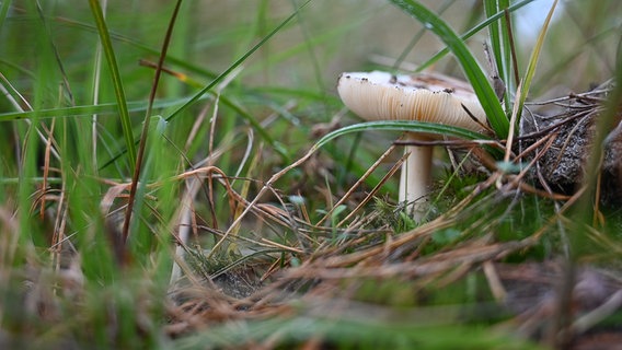 Ein Pilz im Darßer Wald. © NDR Foto: Anne Schönemann aus Stralsund