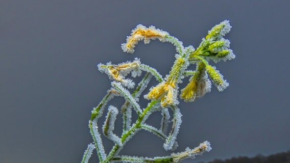 Glitzerne Eiskristalle umschließen eine Blume. © NDR Foto: Uwe Meyer aus Lübtheen
