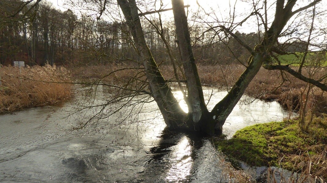 Experten: Warnow einer der saubersten Flüsse Europas