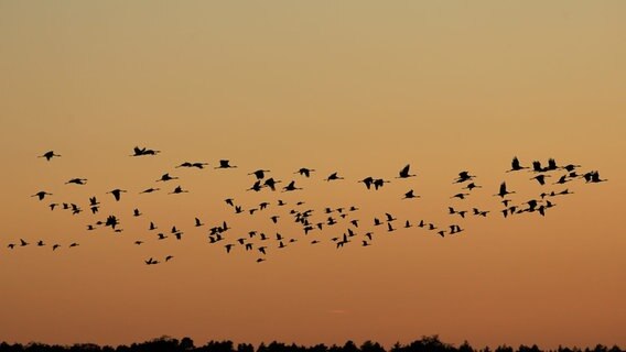 Franziska schriebt zu ihrem Bild: "Flugverkehr in der Elbtalaue. Derzeit herrscht gen Abend reger Flugverkehr in der Elbtalaue bei Brahlstorf ( Landkreis Ludwigslust-Parchim). Kraniche und Wildgänse scheinen um die Wette zu fliegen." © NDR Foto: Franziska Kolm aus Brahlstorf