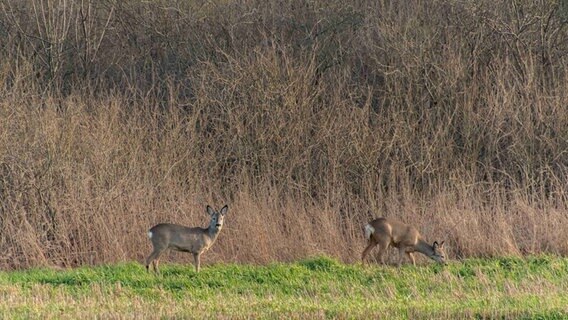 Hartmut schriebt zu seinem Bild: "Am Wegesrand; bei unserem Spaziergang in Andershof Ausbau in Stralsund haben wir die beiden Rehe beim Fressen gesehen." © NDR Foto: Hartmut Heidrich aus Stralsund