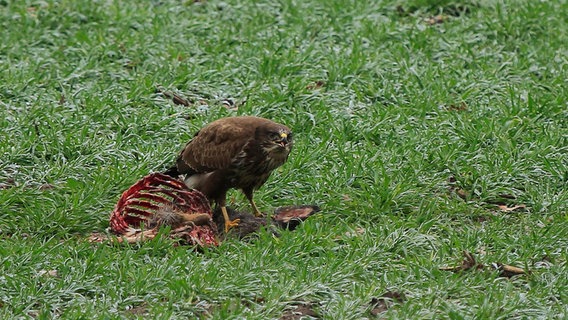 Dieser Bussard genießt gerade eine deftige Mahlzeit - vermutlich ein Rehkadaver. © NDR Foto: Franziska Kolm aus Brahlstorf