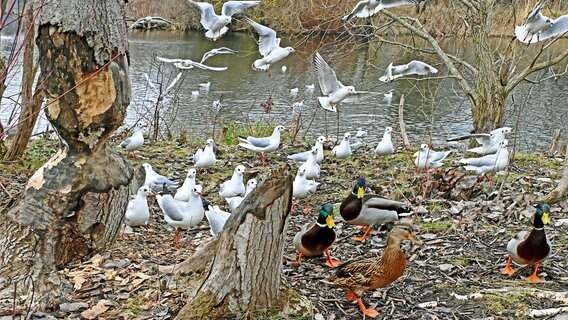 Dieses Bild hat uns mit folgenden Worten erreicht: "Dieser Teich im Greifswalder Ostseeviertel ist ein wahres Naturidyll! Zahlreiche Fische gibt es hier, Stockenten und Möwen. Und: der Biber hat ebenfalls seine Spuren hinterlassen." © NDR Foto: Erwin Rosenthal aus Greifswald