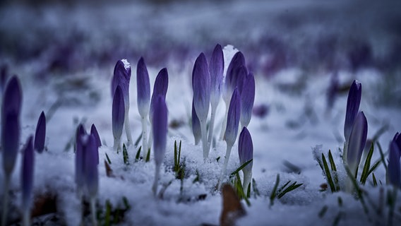 Krokusse im Schnee © NDR Foto: Detlef Meier aus Ducherow