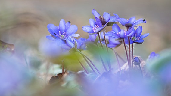 Leberblümchen. © NDR Foto: Klaus Steindorf-Sabath aus Waren an der Müritz