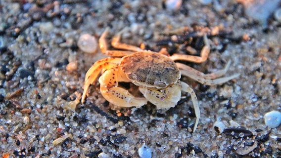 Kleine Krabbe ganz groß - am Ostseestrand von Heringsdorf auf Usedom © NDR Foto: Anke Hanusik aus Grimmen