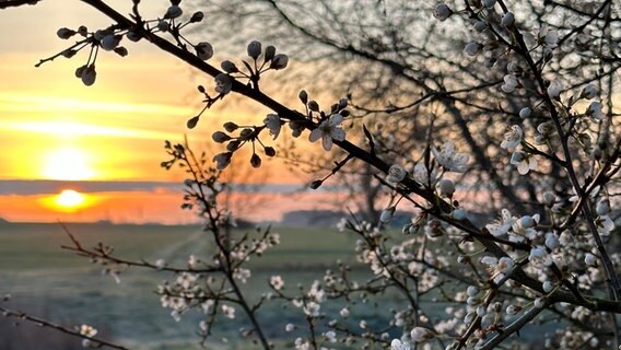 Mirabellenblüten bei Sonnenaufgang © NDR Foto: Anne Warda aus Schlage