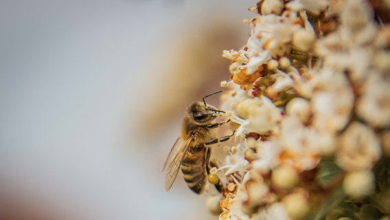 Eine Biene fliegt auf eine Blüte zu. © NDR Foto: Clemens Meyer aus Greifswald