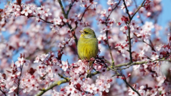 Ein Grünfink. © NDR Foto: Sarah Schirrmeister aus Schwerin