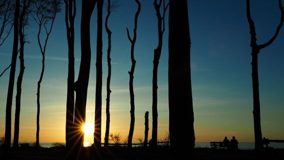 Sonnenuntergang im Gespensterwald Nienhagen. © NDR Foto: Berit Kellerhoff aus Stralsund