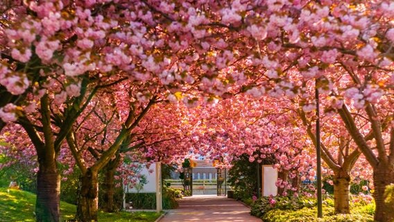 Kirschblütenallee im Botanischen Garten © NDR Foto: Sabine Steinicke aus Rostock