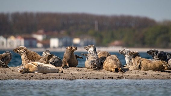 Robben auf der Sandbank Lieps (Wismarer Bucht). © NDR Foto: Stefan Tietze aus Dummerstorf