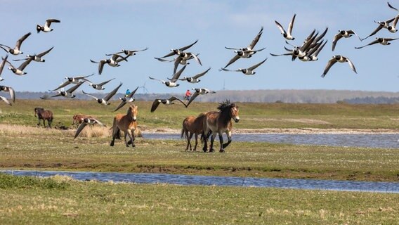 Pferde auf der Insel Hiddensee. © NDR Foto: Klaus Haase aus dem Ostseebad Prerow