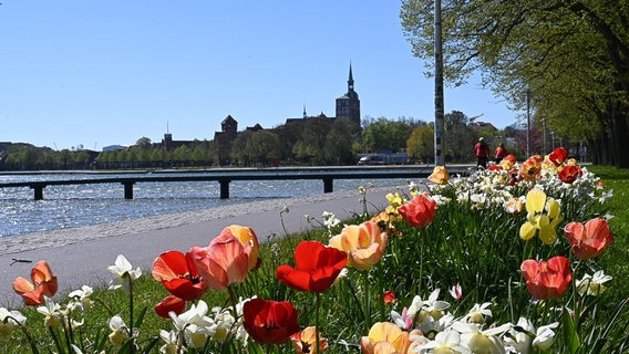 Tulpen, Narzissen und Osterglocken auf der Sundpromenade in Stralsund. © NDR Foto: Anne Schönemann aus Stralsund