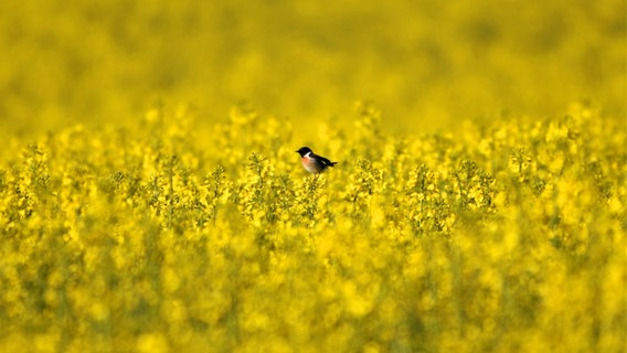 Ein Schwarzkehlchen in einem gelben Rapsmeer bei Melz an der Mecklenburgischen Seenplatte. © NDR Foto: Cordula Kramer