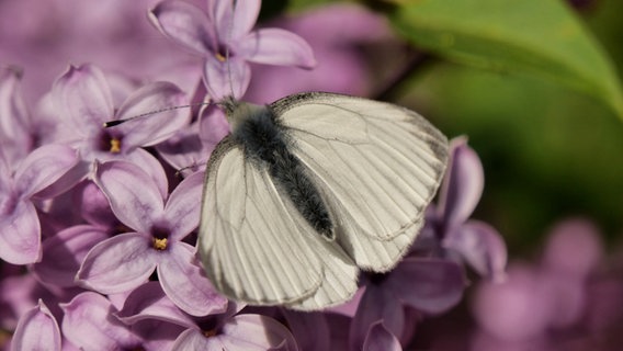 Ein Schmetterling sitzt auf einer Fliederblüte. © NDR Foto: Gabriele Riech