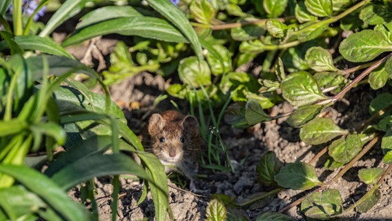 Eine kleine Maus zwischen grünen Pflanzen. © NDR Foto: Hartmut Heidrich